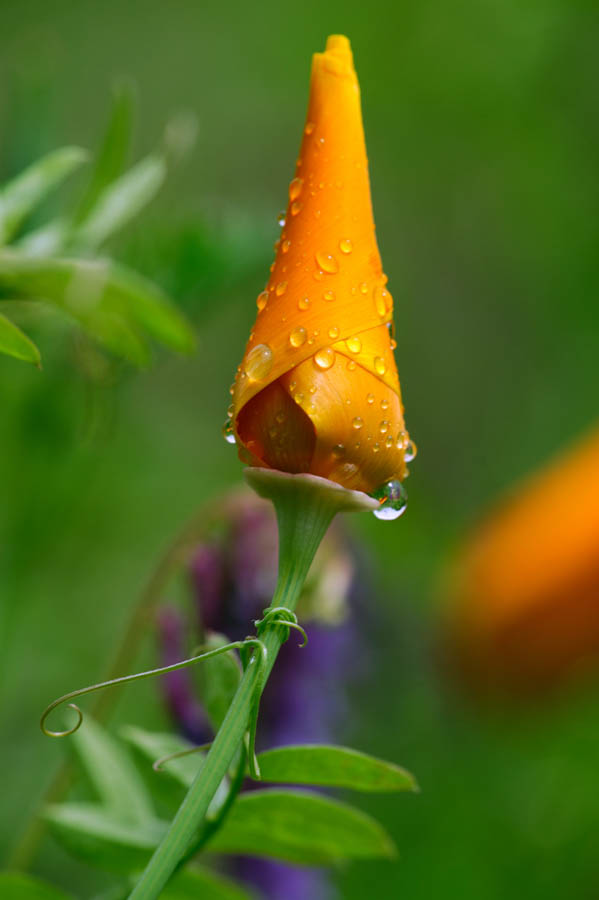 California Poppy: Tips and Precautions for Care and Watering