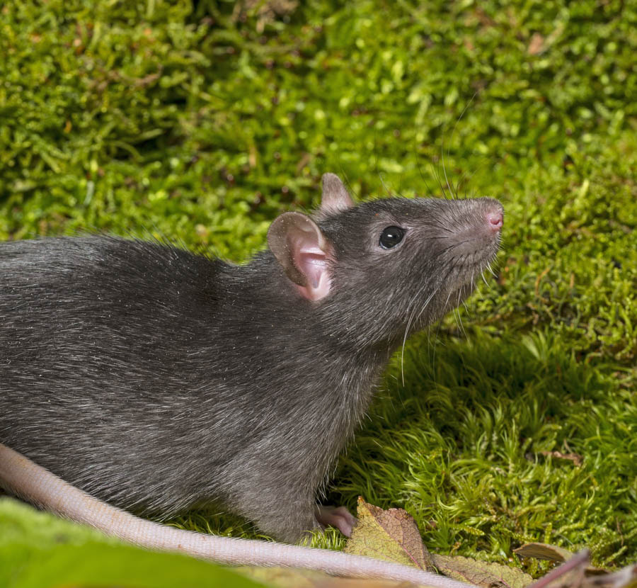 Rats in the California Home Garden: Signs of Rats in Home and Garden (Part 3 of 6)