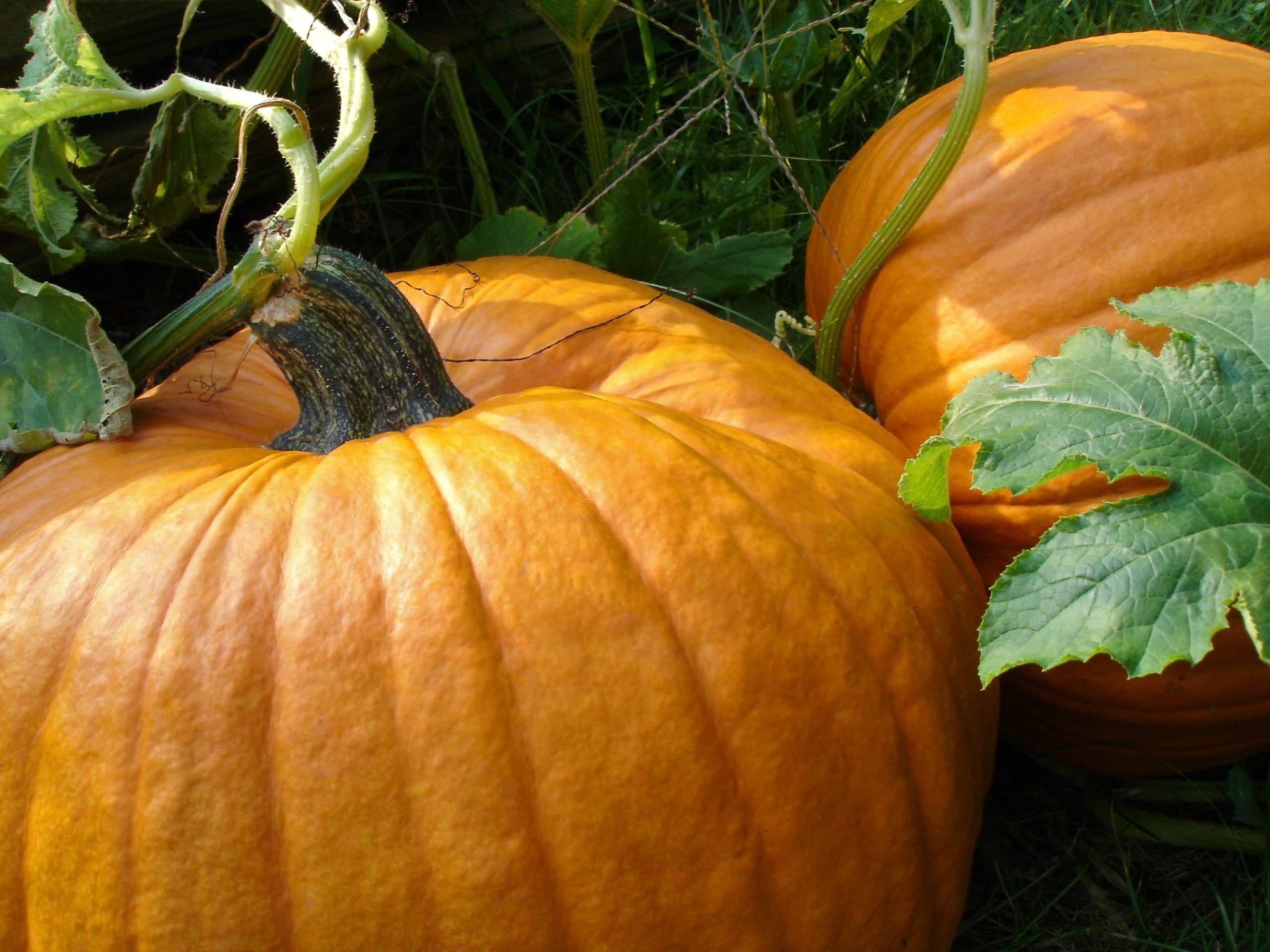 6 Tips for Growing Pumpkins