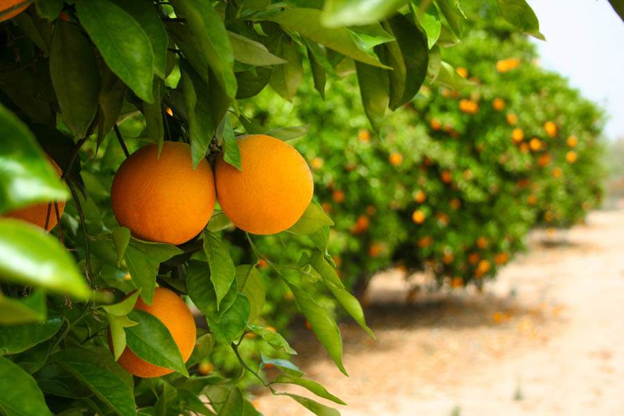 Maintaining Citrus Trees in the Spring: 6 Tips