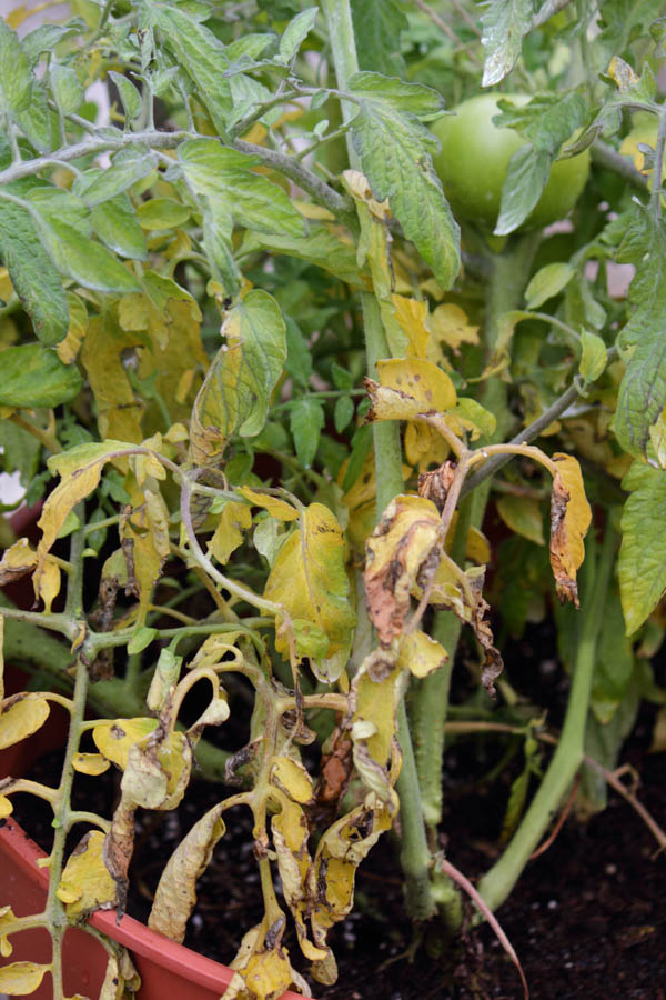 Tomato Deficiency Chart