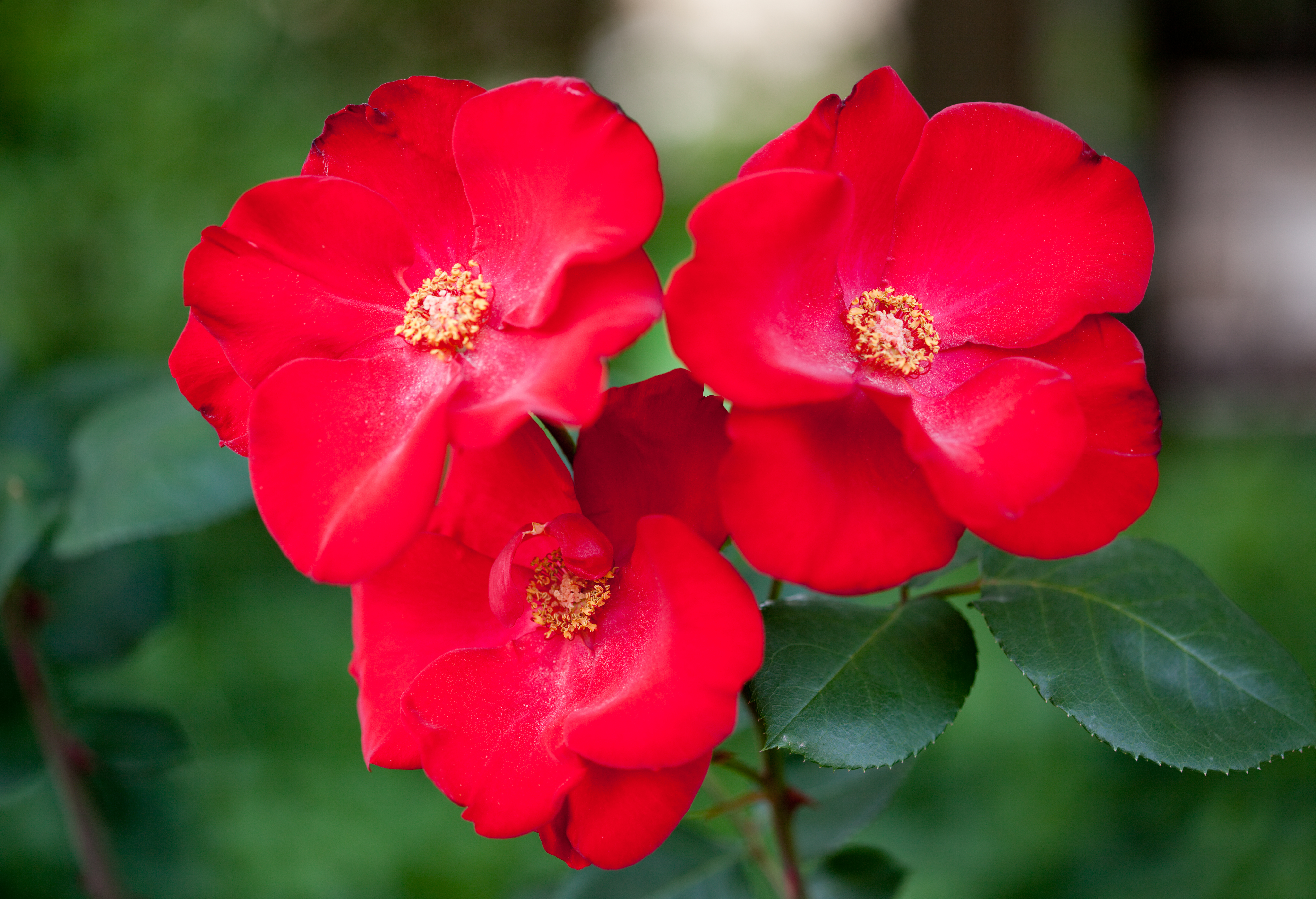 GardenZeus  Recommendations for Climbing Rose Varieties in California Zone 12