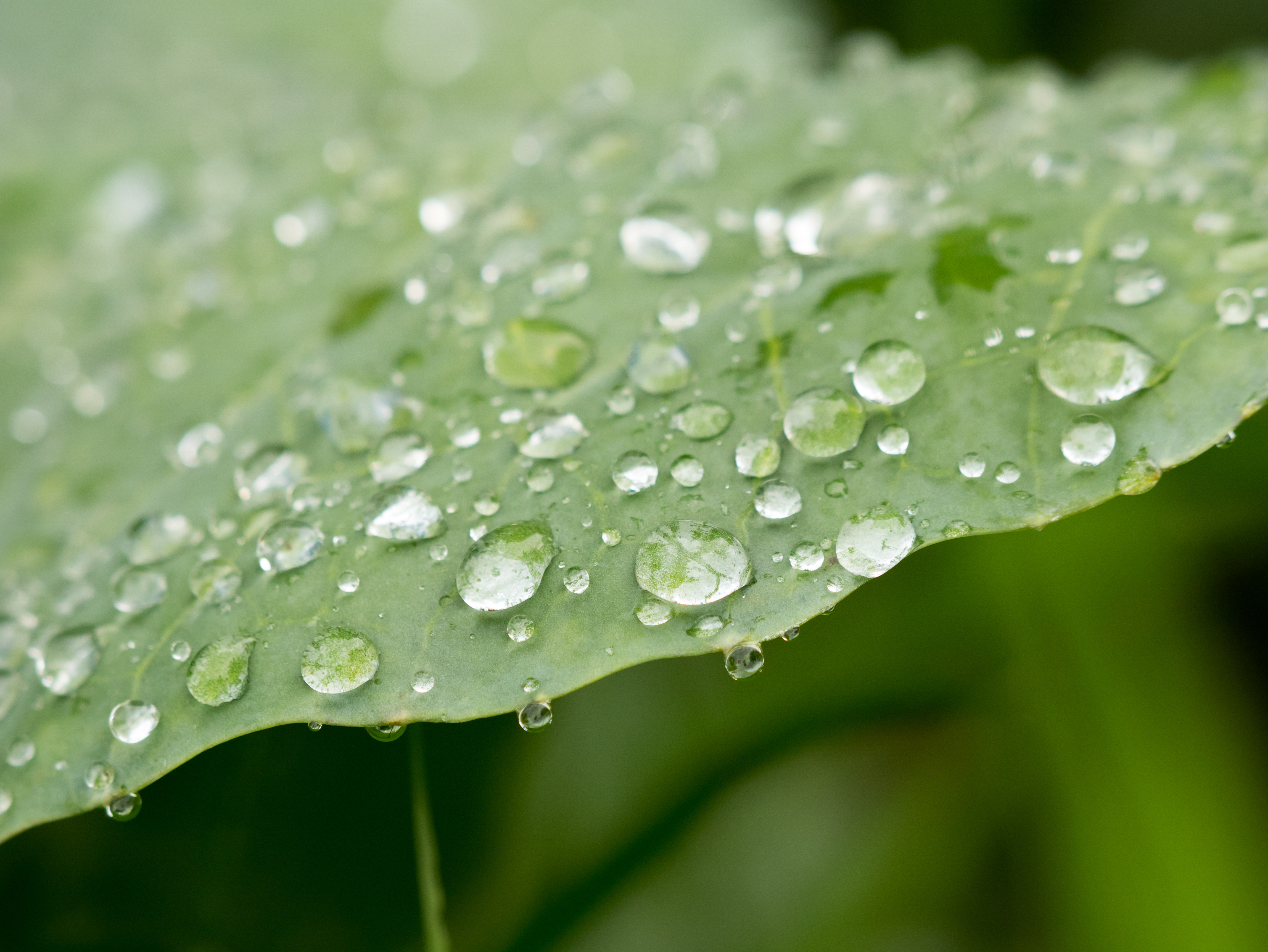 Benefits of Rain For California Gardens