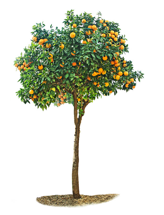 Pruning Citrus Trees: the Why, the When and the How