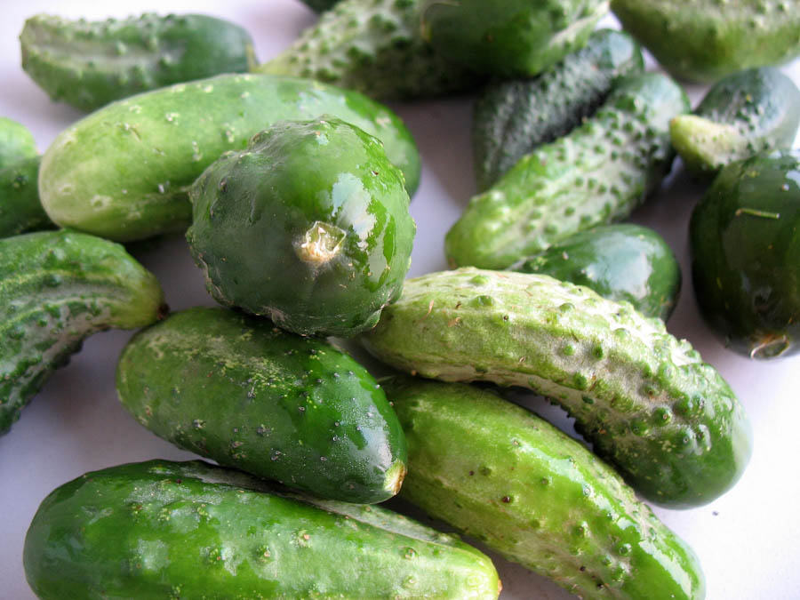 getting to know cucumbers part 3 of 3 a guide to cucumber parthenocarpic cucumber