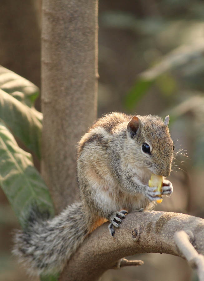 Was the Damage Caused by Squirrels or Rats?