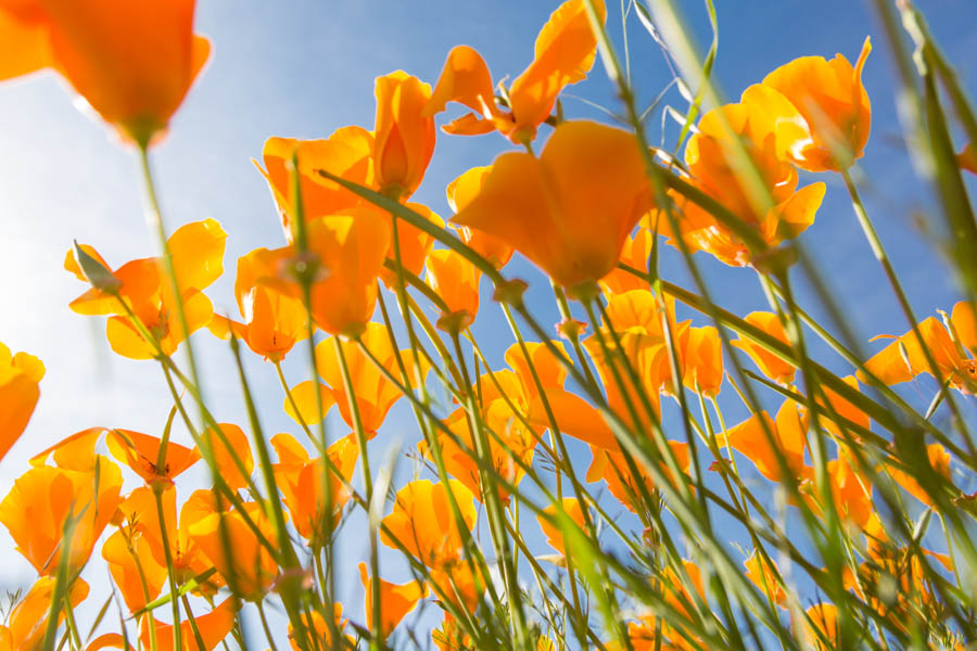 Planting and Growing California Poppy (Eschscholzia californica)
