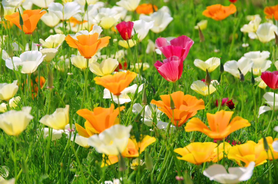 Spacing and Seasonal Timelines for California Poppy (Eschscholzia californica)