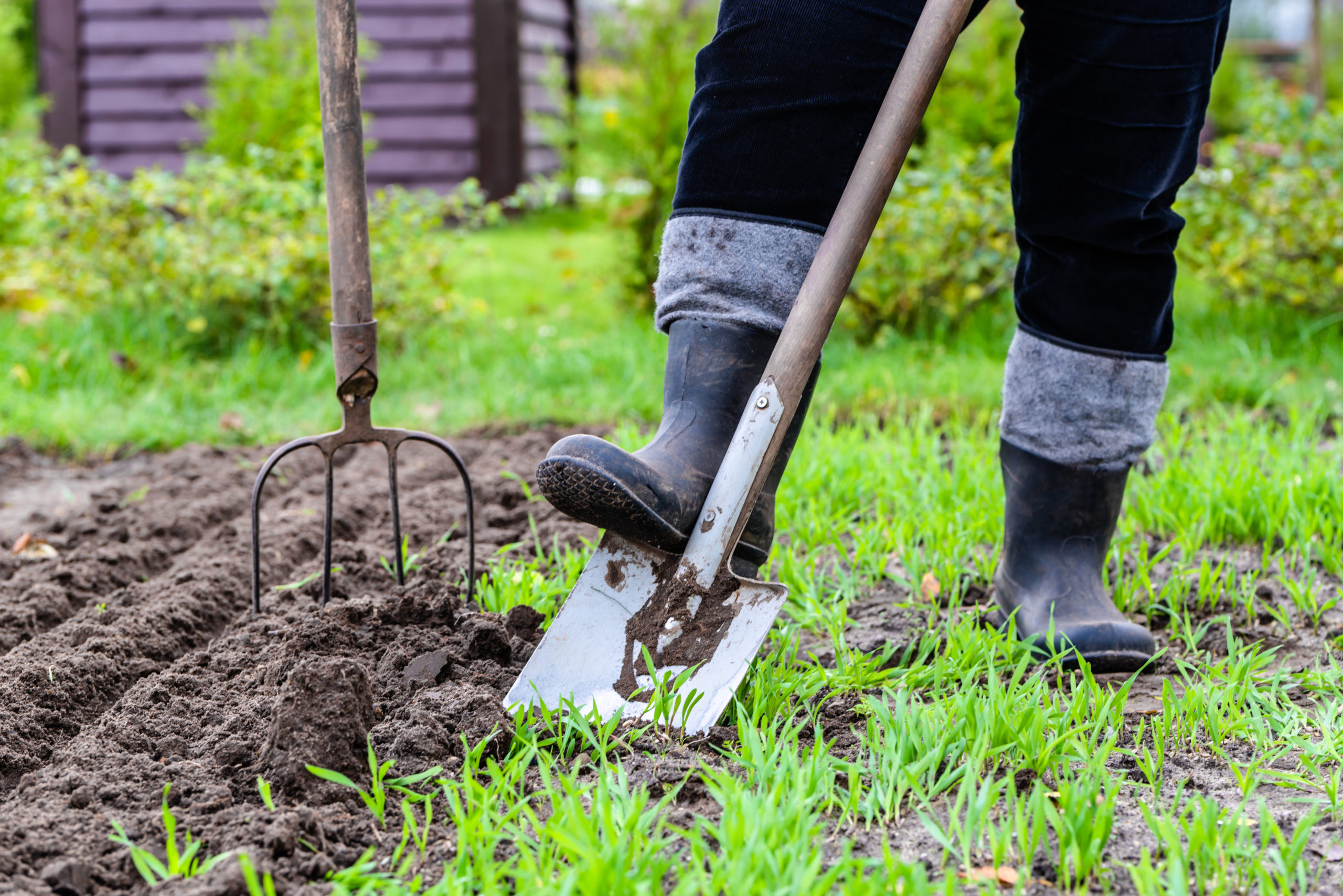 Planning for New Vegetable Gardens: Common Causes of Soil Toxicity