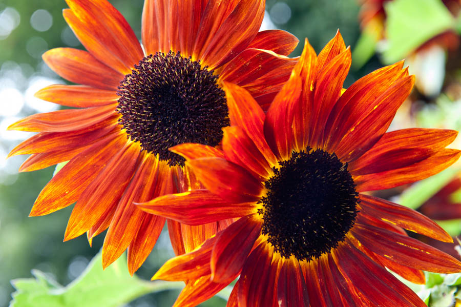 Planting Sunflowers: Five Essential Tips
