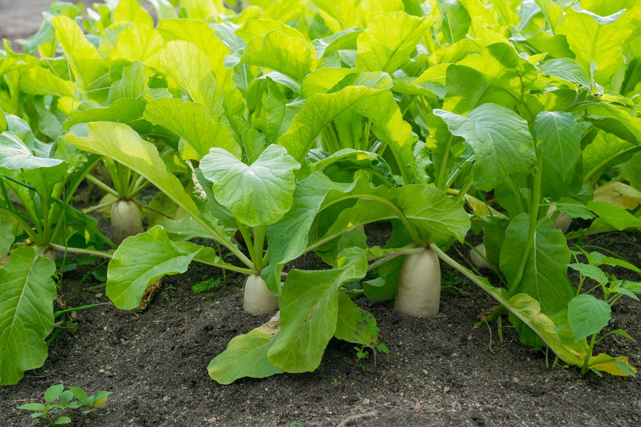 Sustainable Gardening: Growing Radishes to Improve Soil