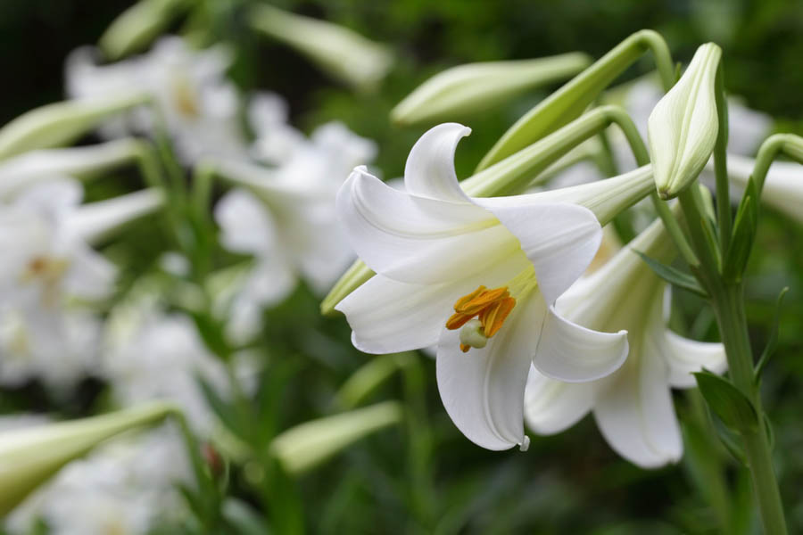 Growing Easter Lilies After Easter