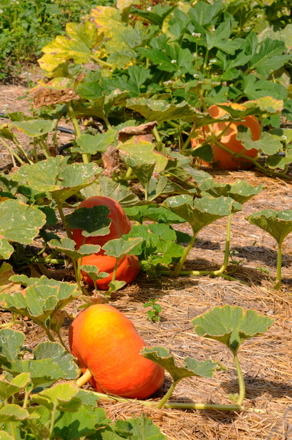 Pumpkins and Companion Planting