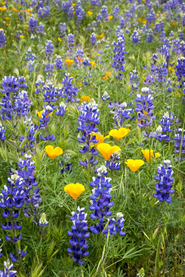 California Color Flower Seed Mix for Vibrant Native Wildflowers