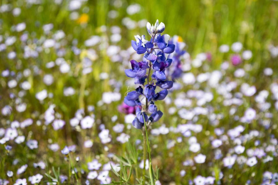 Sky Lupine:  A Lovely California Native Wildflower