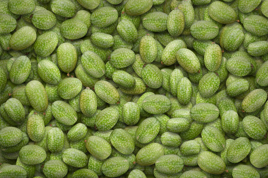 Cucamelons: Planting, Maintaining, Harvesting and Use