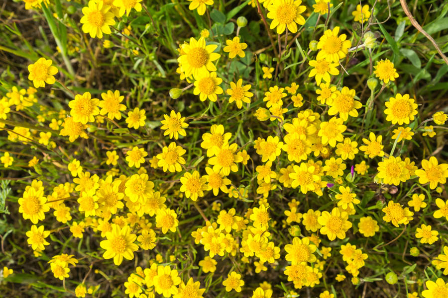 California Goldfields: Plant in Fall for Burst of Golden Spring Color