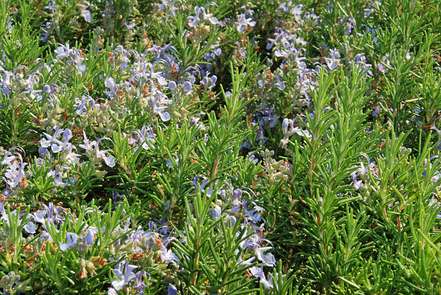 GardenZeus Quick Tips: Rosemary in the Sustainable Garden