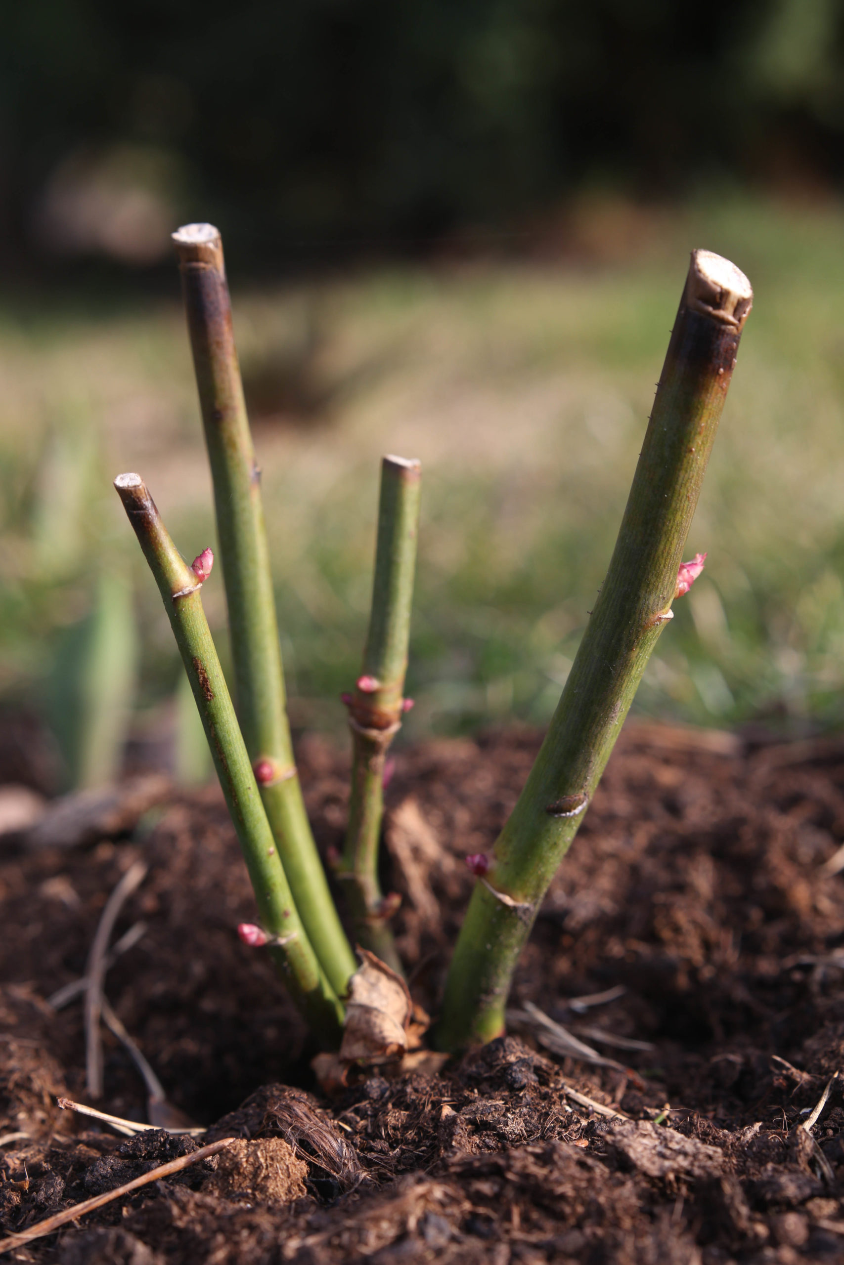 Rose Pruning for Structure: An Illustrated Guide