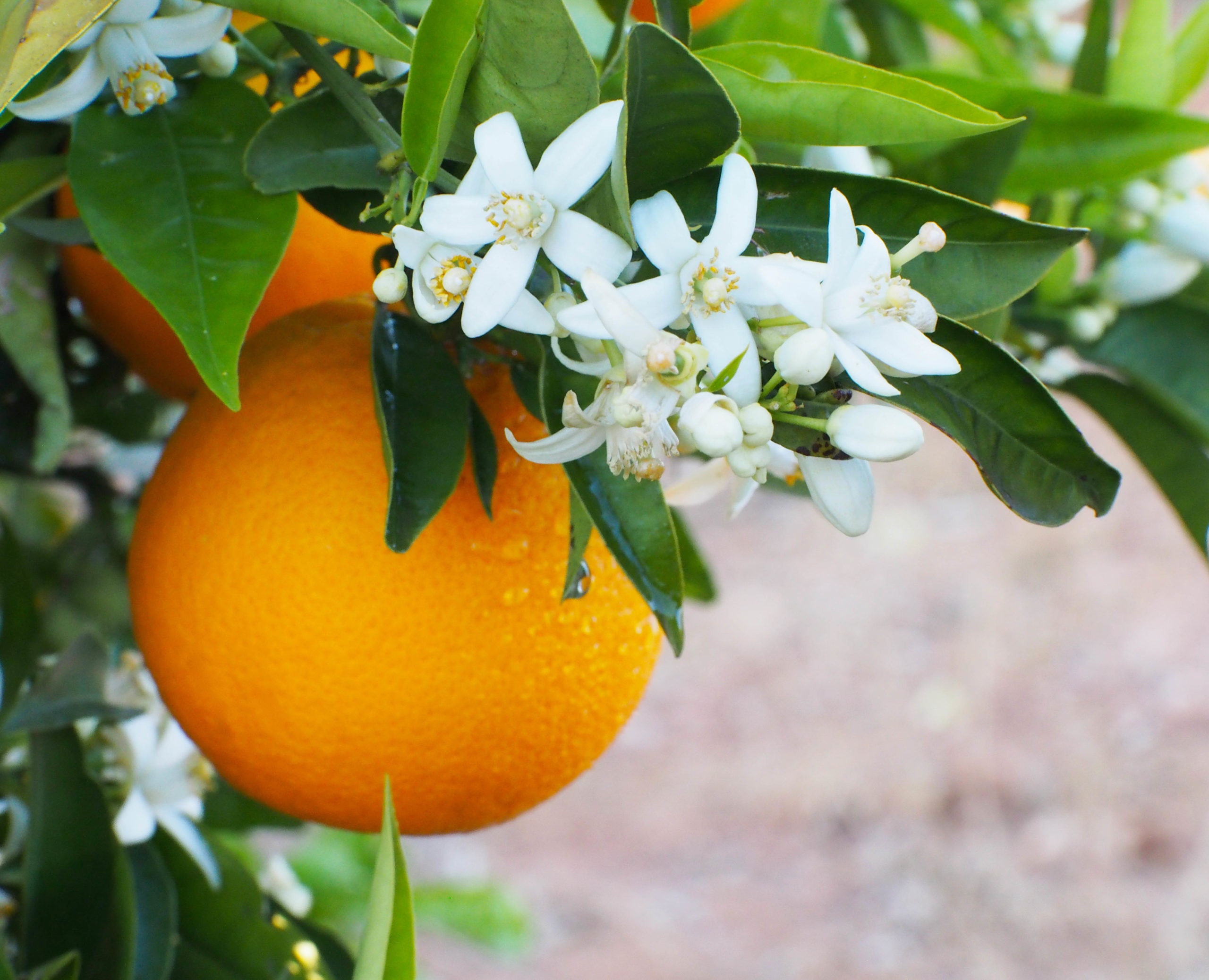 Harvesting Citrus in the Home Garden: Preharvest Care