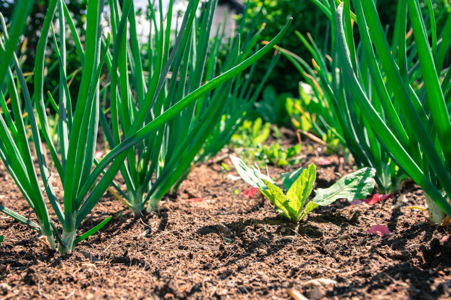 GardenZeus Quick Tips: Garlic and Companion Planting