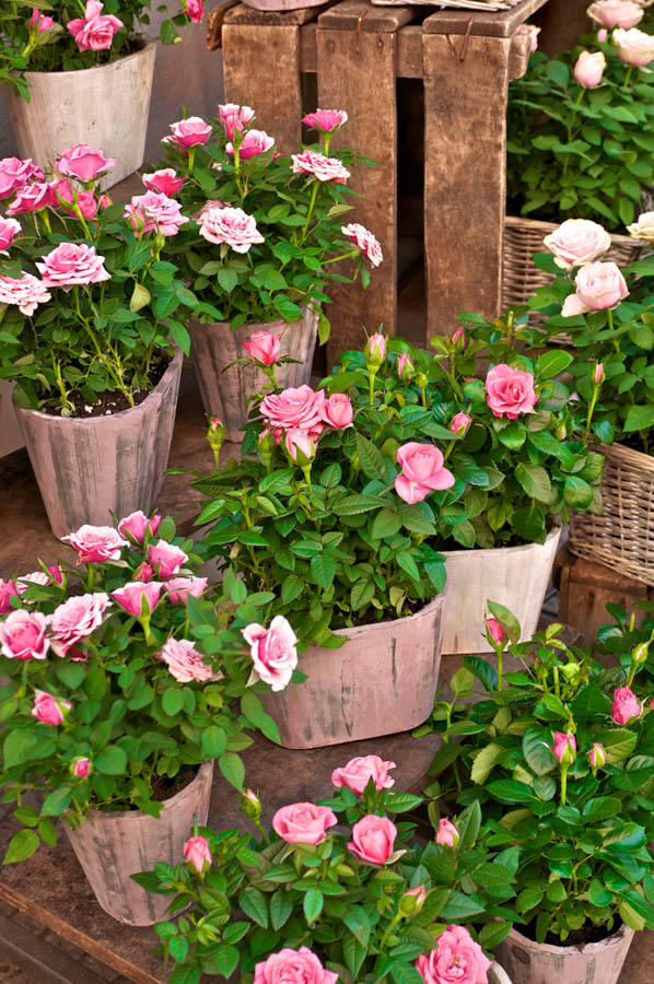 Planting Container Roses: Technique, Soil Preparation and Spacing