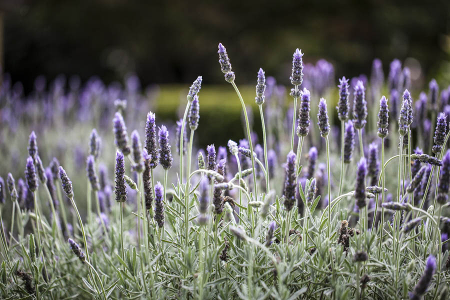 3 Tips for Maintaining Lavender