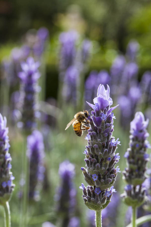 Watering Lavender: Tips for Mediterranean Areas