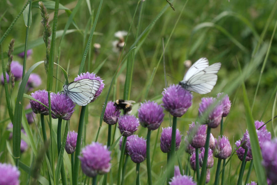Chives: A Low Maintenance Addition to an Edible Landscape