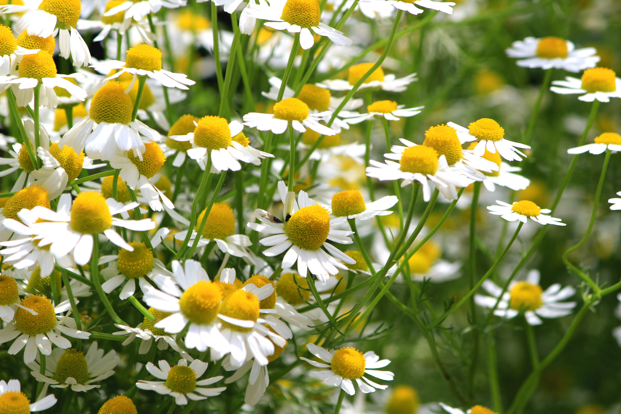 German Chamomile for the California Home Garden