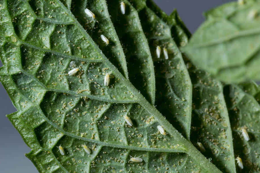 Whiteflies in the California Home Garden, Part 3 of 3: Treatment and Control