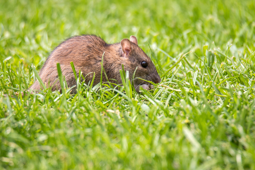 Rats in the California Home Garden: Misconceptions about Rats (Part 2 of 6)