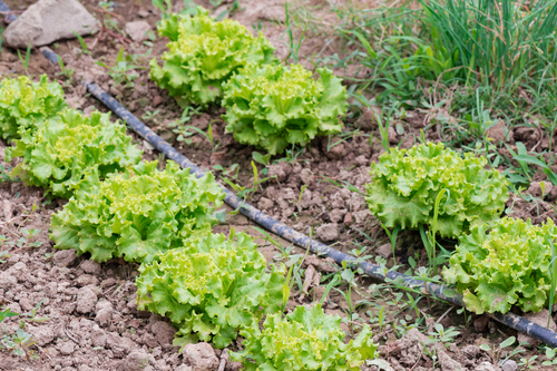 Chlorine, Soil, and Watering Gardens