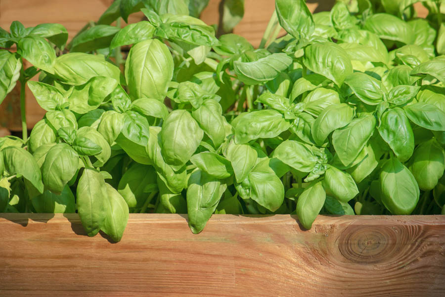 5 Tips for Growing Basil in Containers
