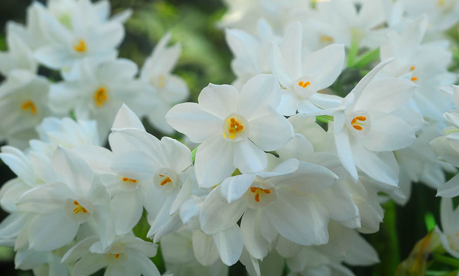 Paperwhites for the California Holidays