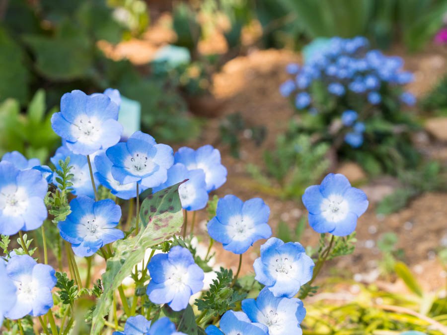 Baby Blue Eyes: The Versatile California Wildflower