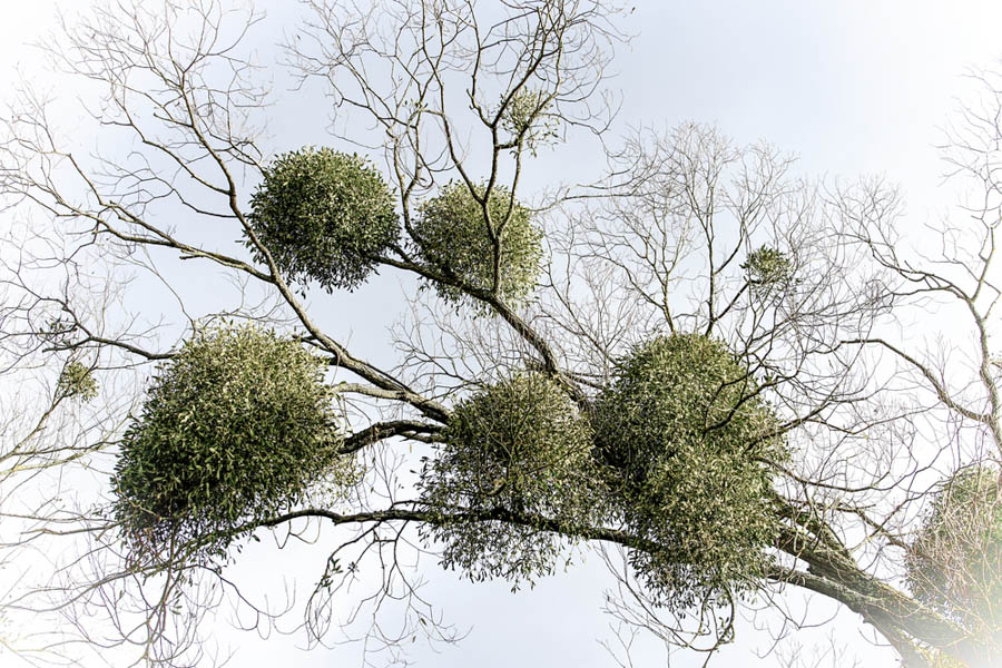 A Holiday Kiss Under the…Tree-Killing Parasite?: Mistletoe for The California Holidays, Part 2 of 3