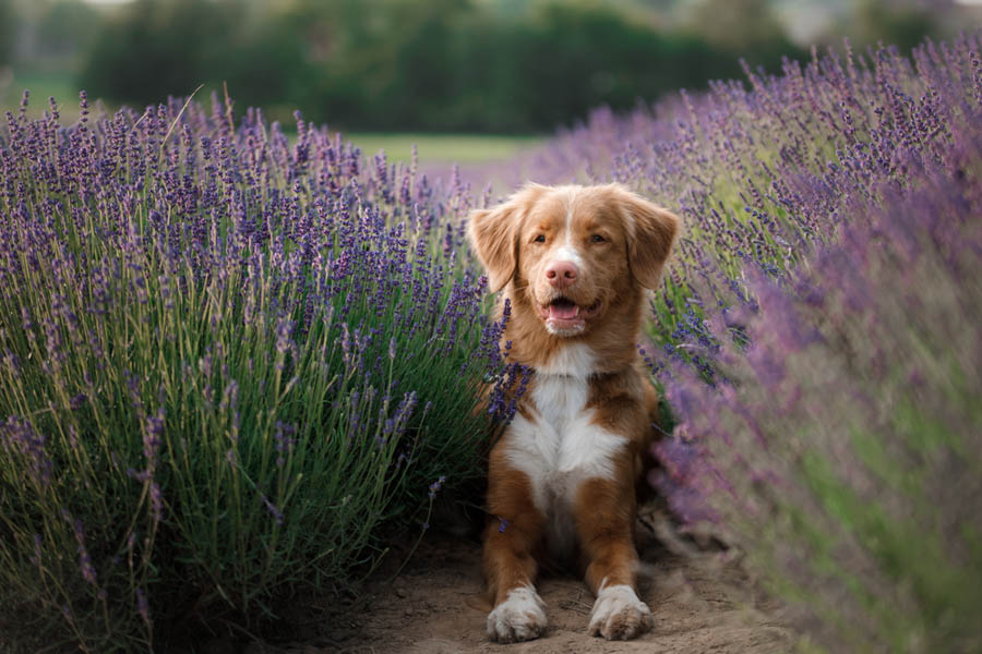 Landscaping for Pet Safety: 10 Tips