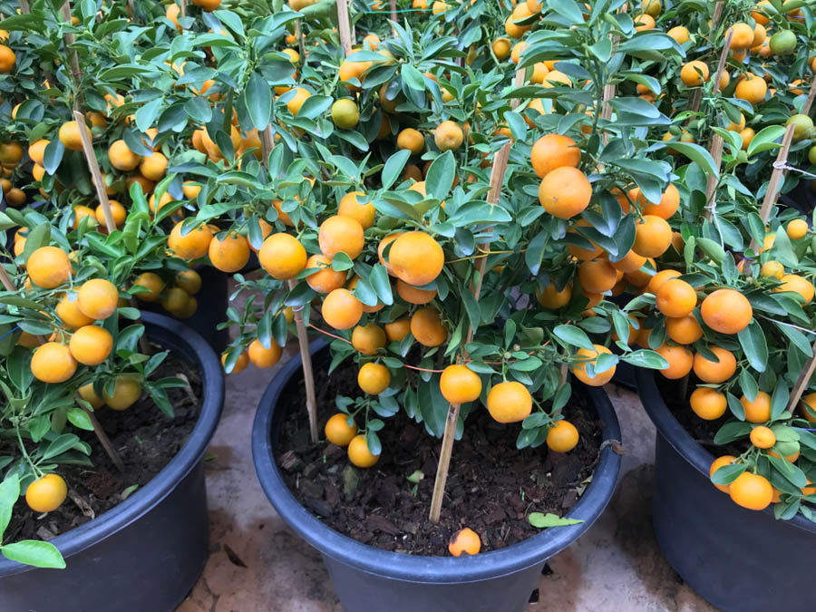 Washington Navel Semi-Dwarf Orange Tree