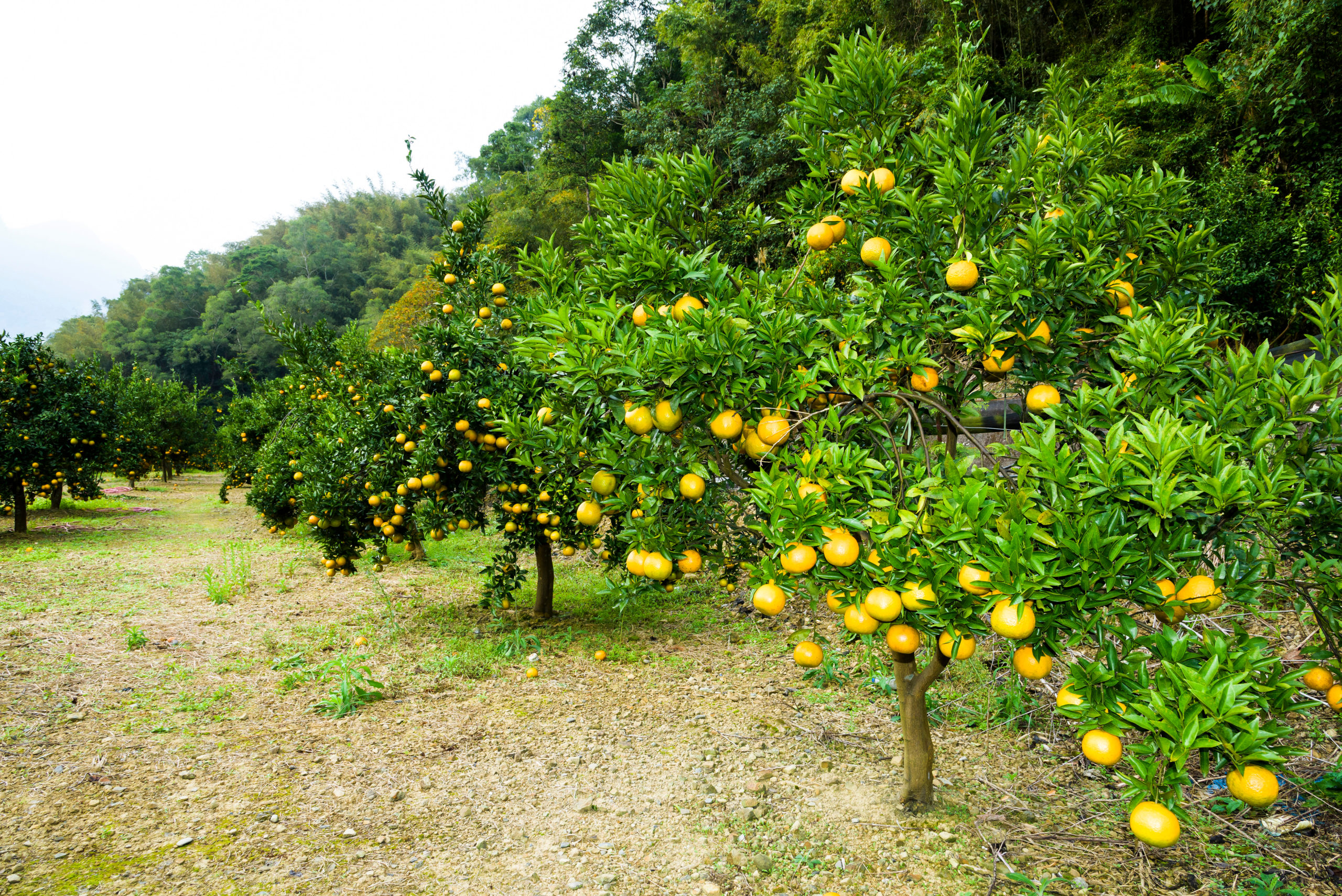 GardenZeus Quick Tips: Protecting Citrus Trees From Trunk Injuries