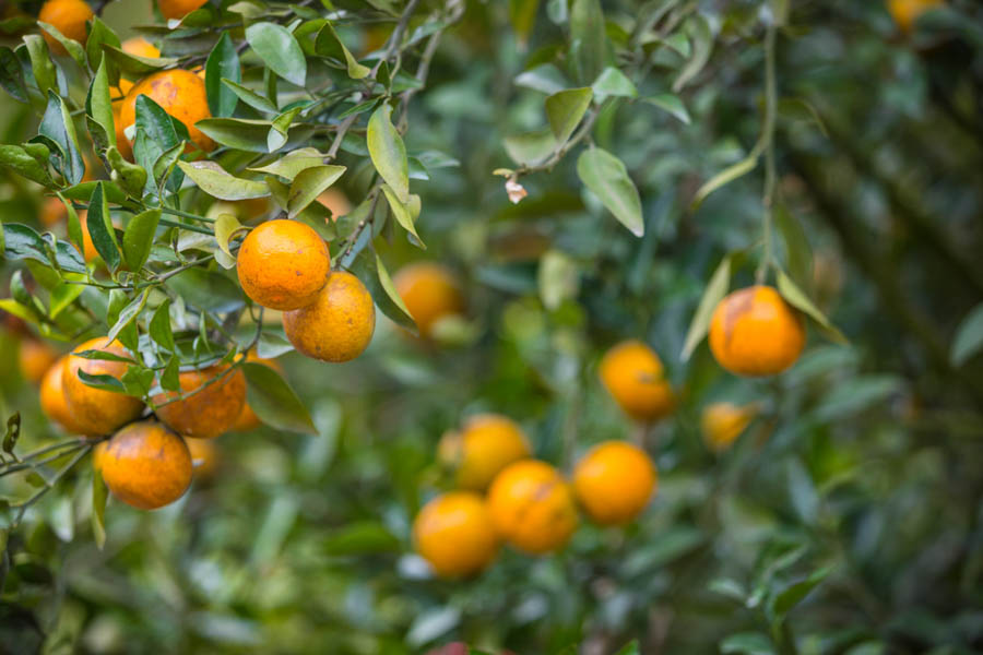 Why Are Leaves Curling on My Orange and Lemon Trees?