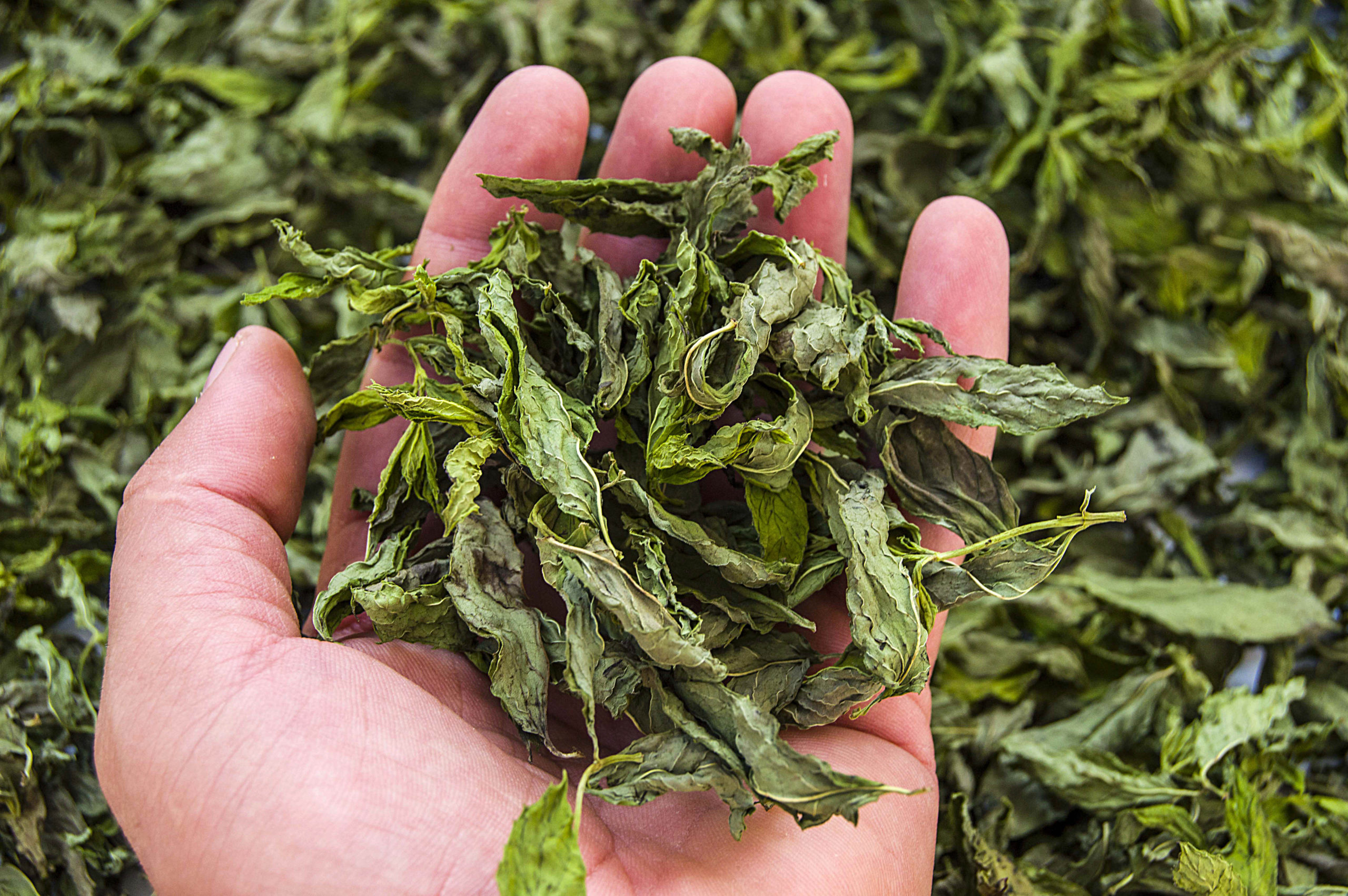 Drying Fresh Herbs and Flowers