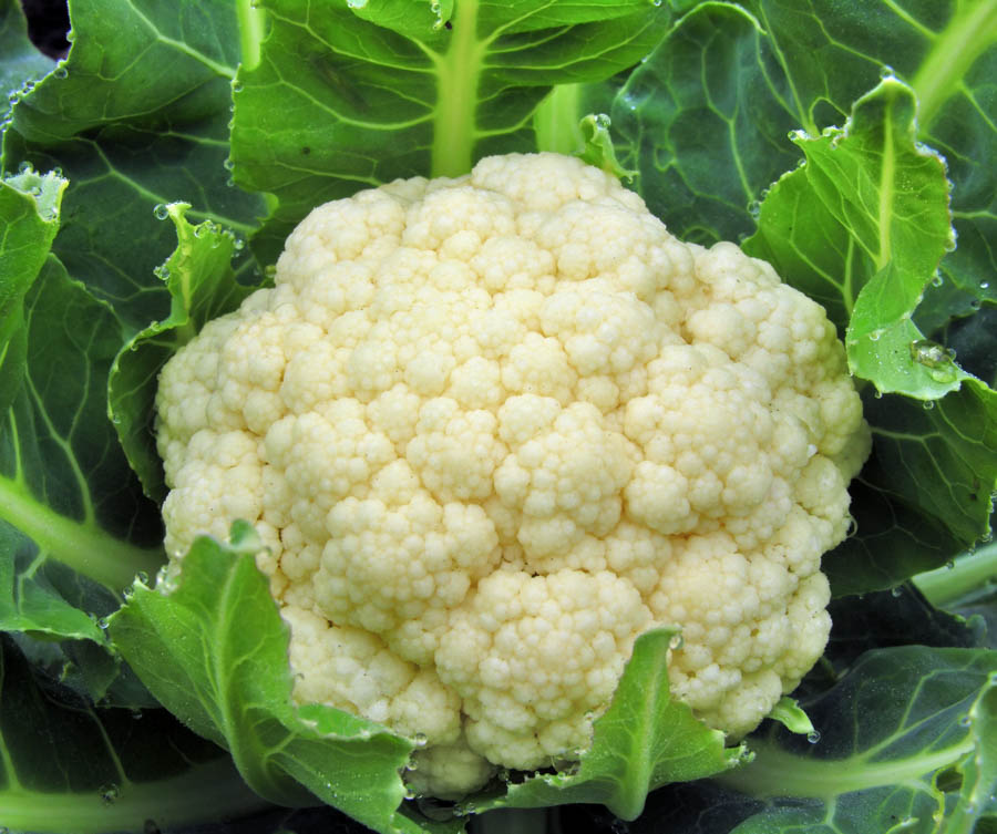 Cauliflower: 6 Tips for Success