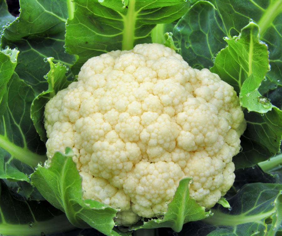 Advanced Tip: Cauliflower and Companion Planting