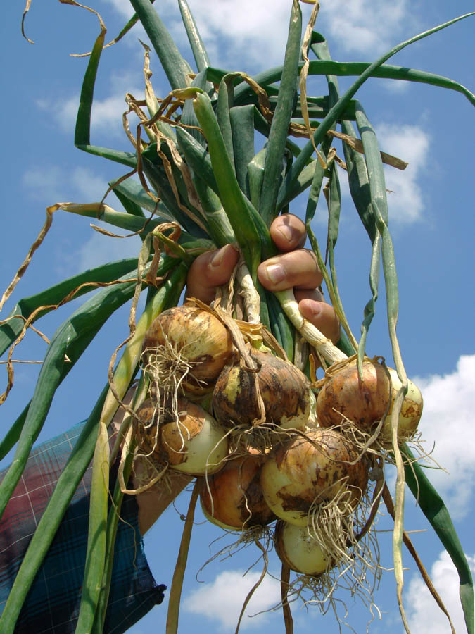 Harvesting Onions: GardenZeus Tips