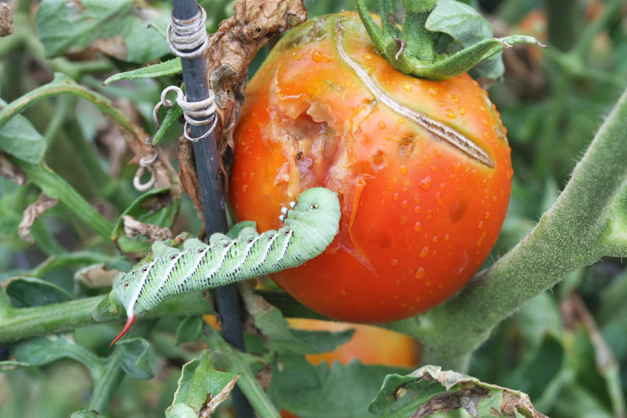 Tomato and Tobacco Hornworms in the California Home Garden