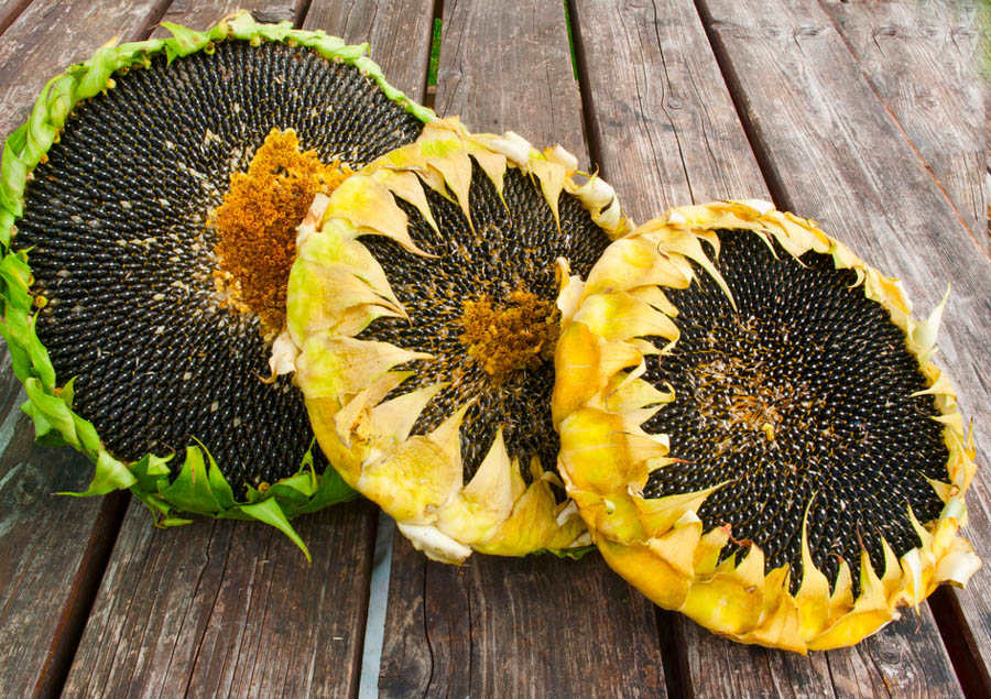 Late Season Tips for Growing and Harvesting Sunflower Seeds