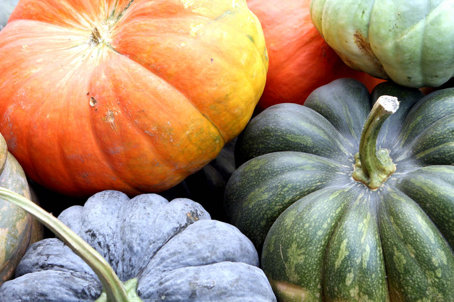 Heirloom Pumpkin Varieties: Recommendations and Timing