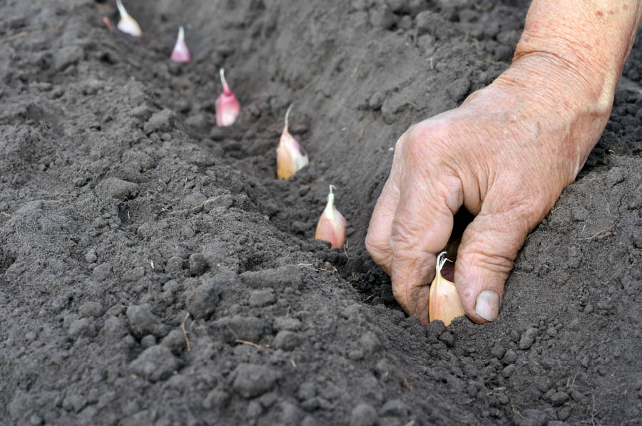 Spacing and Harvest Timelines for Softneck Garden Garlic