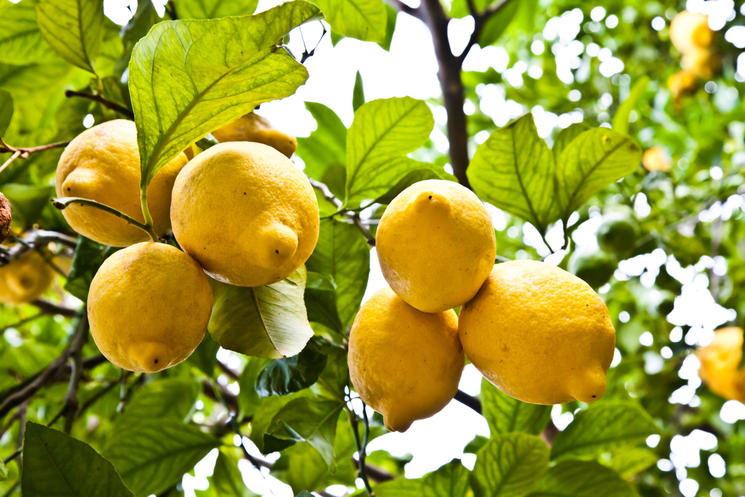 harvesting citrus